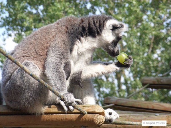 Tierpark Wismar