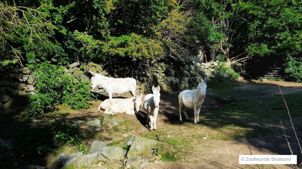 Zoofreunde Stralsund