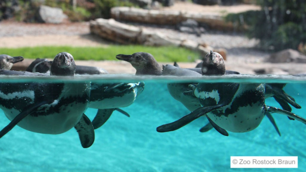 Zoo Rostock Pinguine