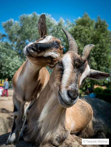 Tierpark Wismar