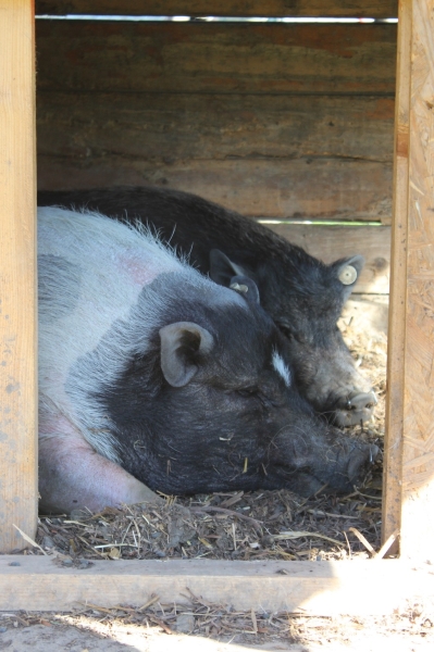 Wildschweine