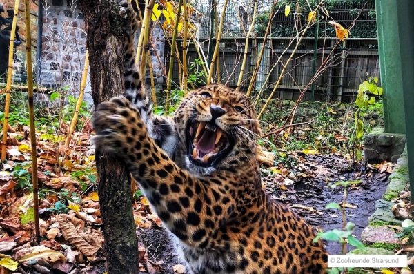 Zoofreunde Stralsund