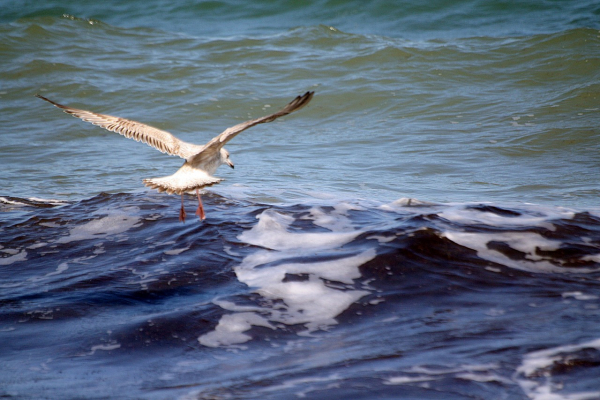 Möwe auf dem Wasser in Travemünde