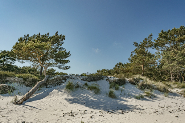 Stranddünen in Dahme