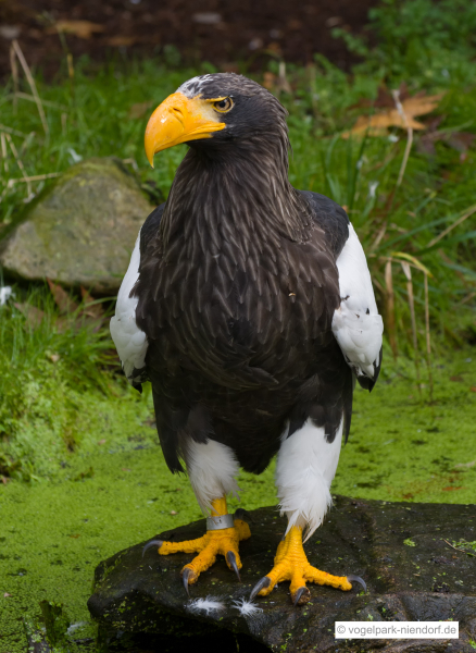 Vogelpark Niendorf