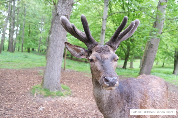 Wildpark Malente